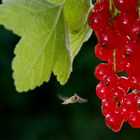 Neugierige Schwebfliege