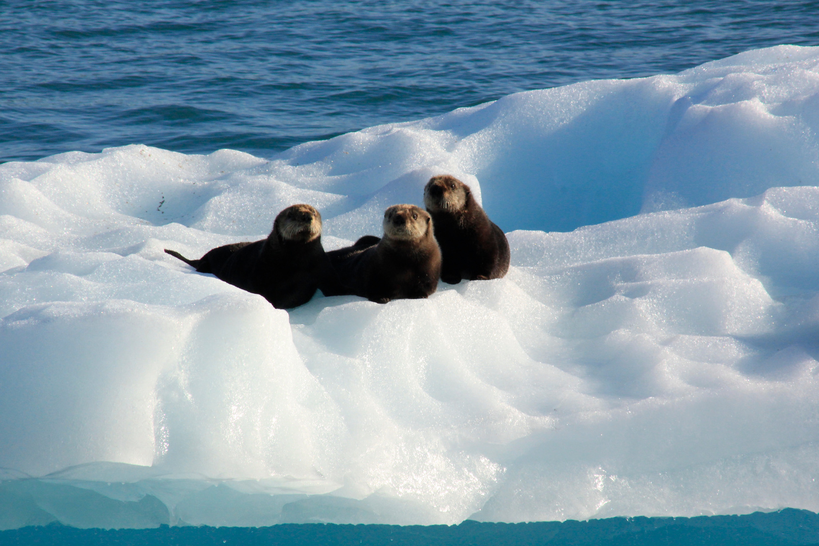 Neugierige Seeotter