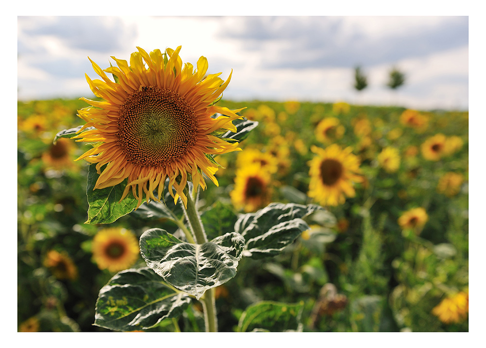 Neugierige Sonnenblume