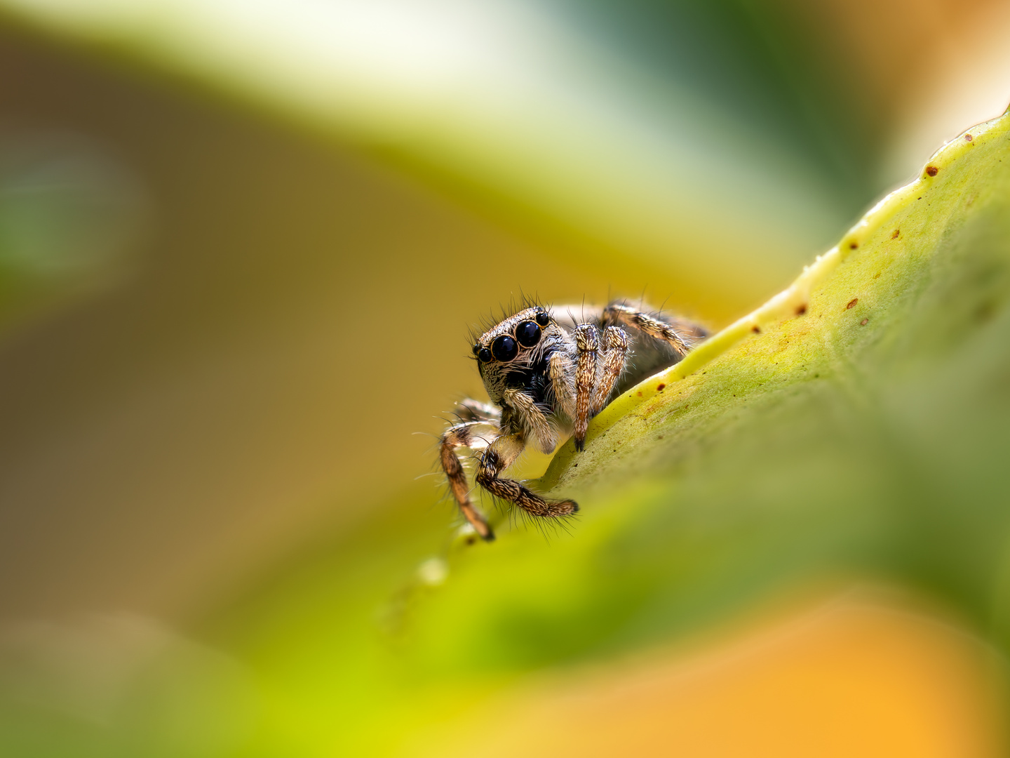 Neugierige Springspinne II