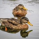 Neugierige Stockenten (Anas platyrhynchos)