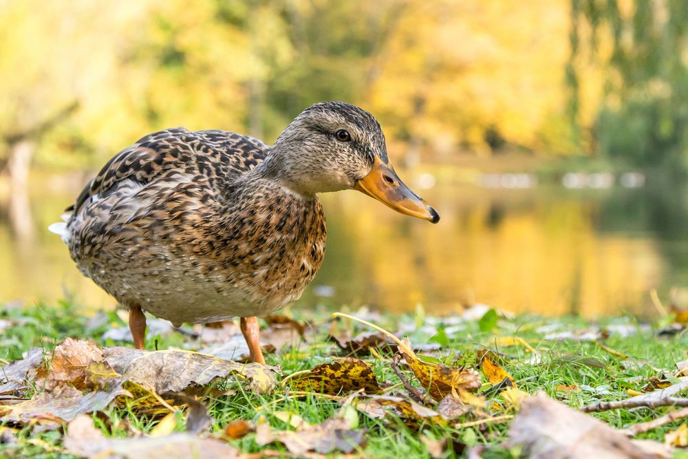 Neugierige Stockenten-Dame :-)