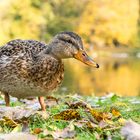 Neugierige Stockenten-Dame :-)