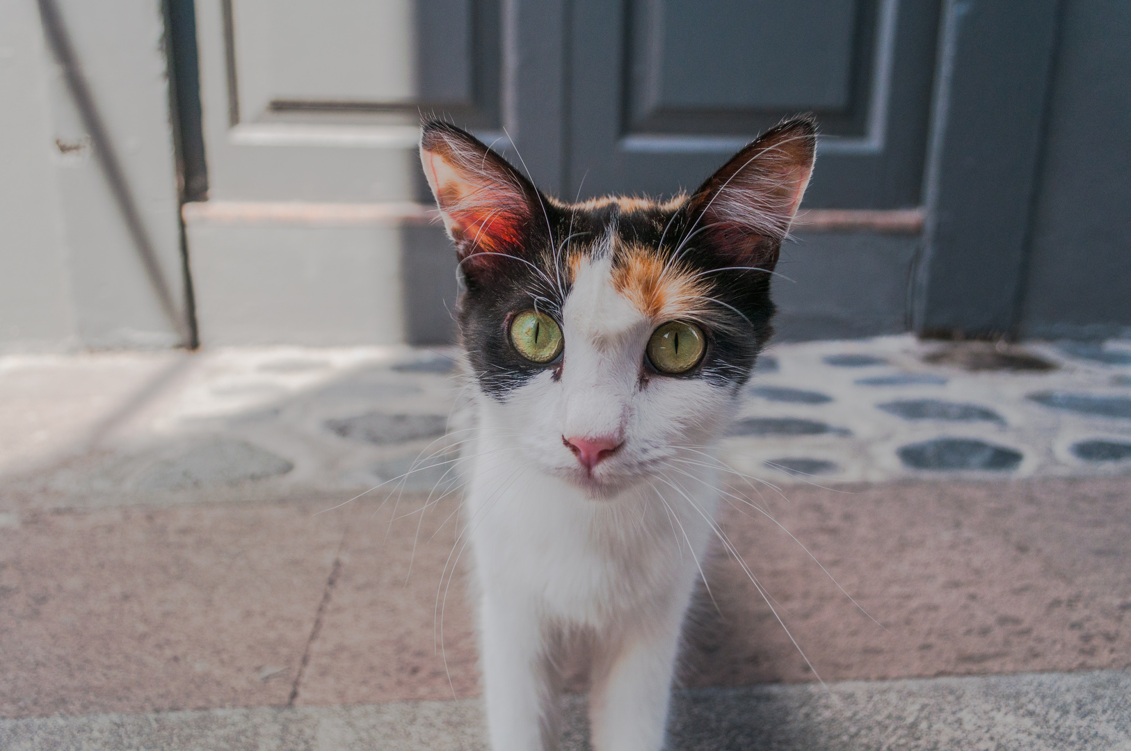 neugierige Straßenkatze in Puerto Tazacorte - La Palma