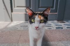 neugierige Straßenkatze in Puerto Tazacorte - La Palma