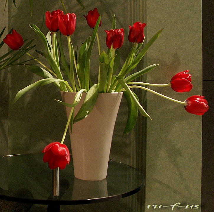 neugierige Tulpen