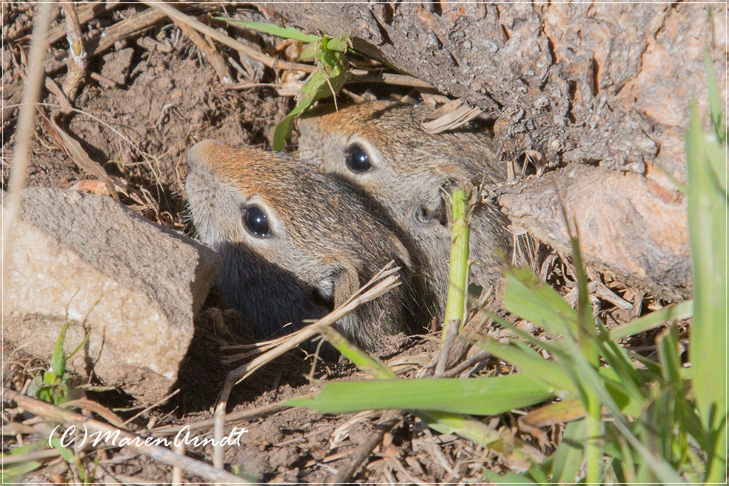 Neugierige Uinta Ground Squirrel ...