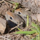 Neugierige Uinta Ground Squirrel ...