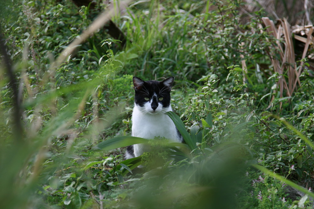 neugierige unbekannte Katze (lebt auf den Bermudas)