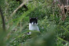 neugierige unbekannte Katze (lebt auf den Bermudas)