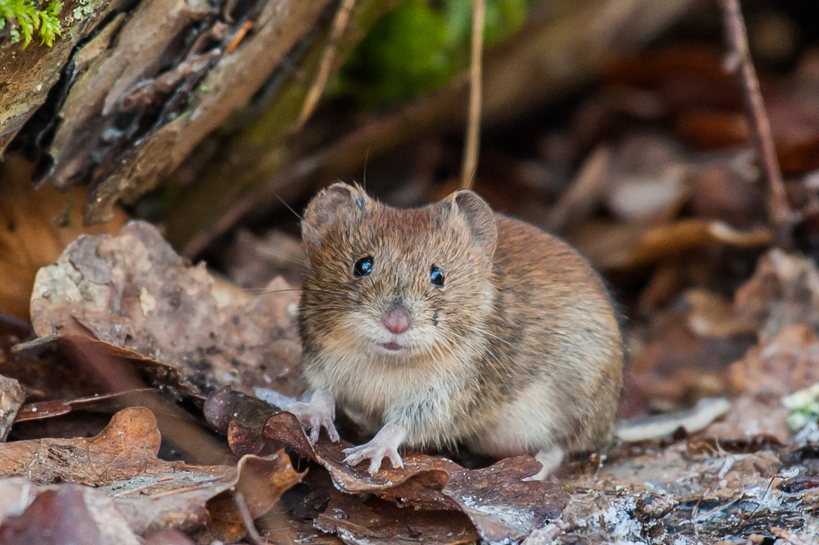 Neugierige Waldmaus