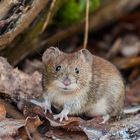 Neugierige Waldmaus