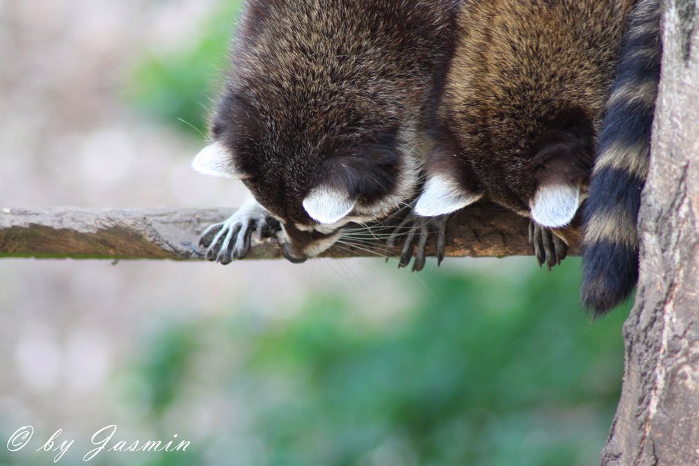 Neugierige Waschbären