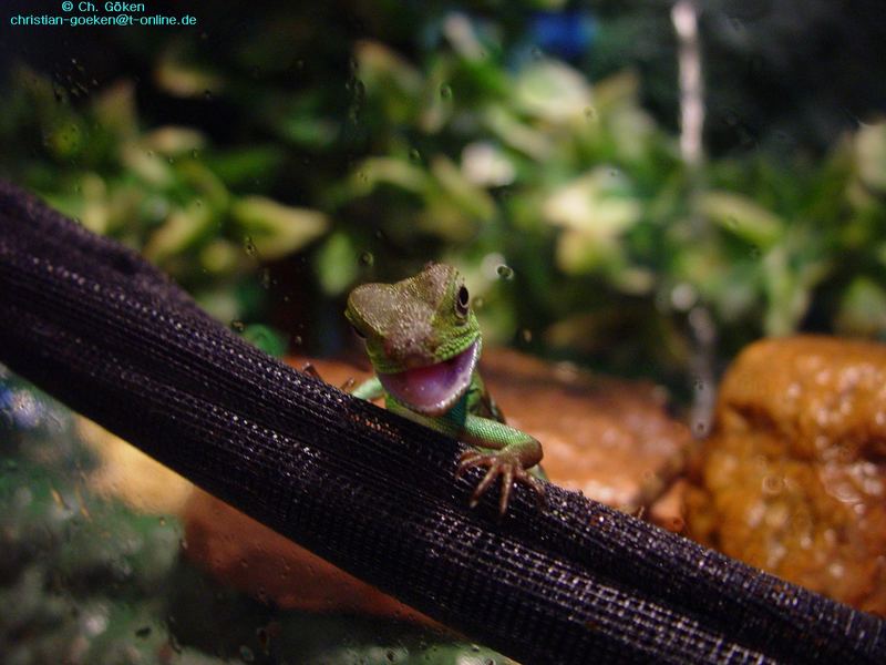 Neugierige Wasseragame