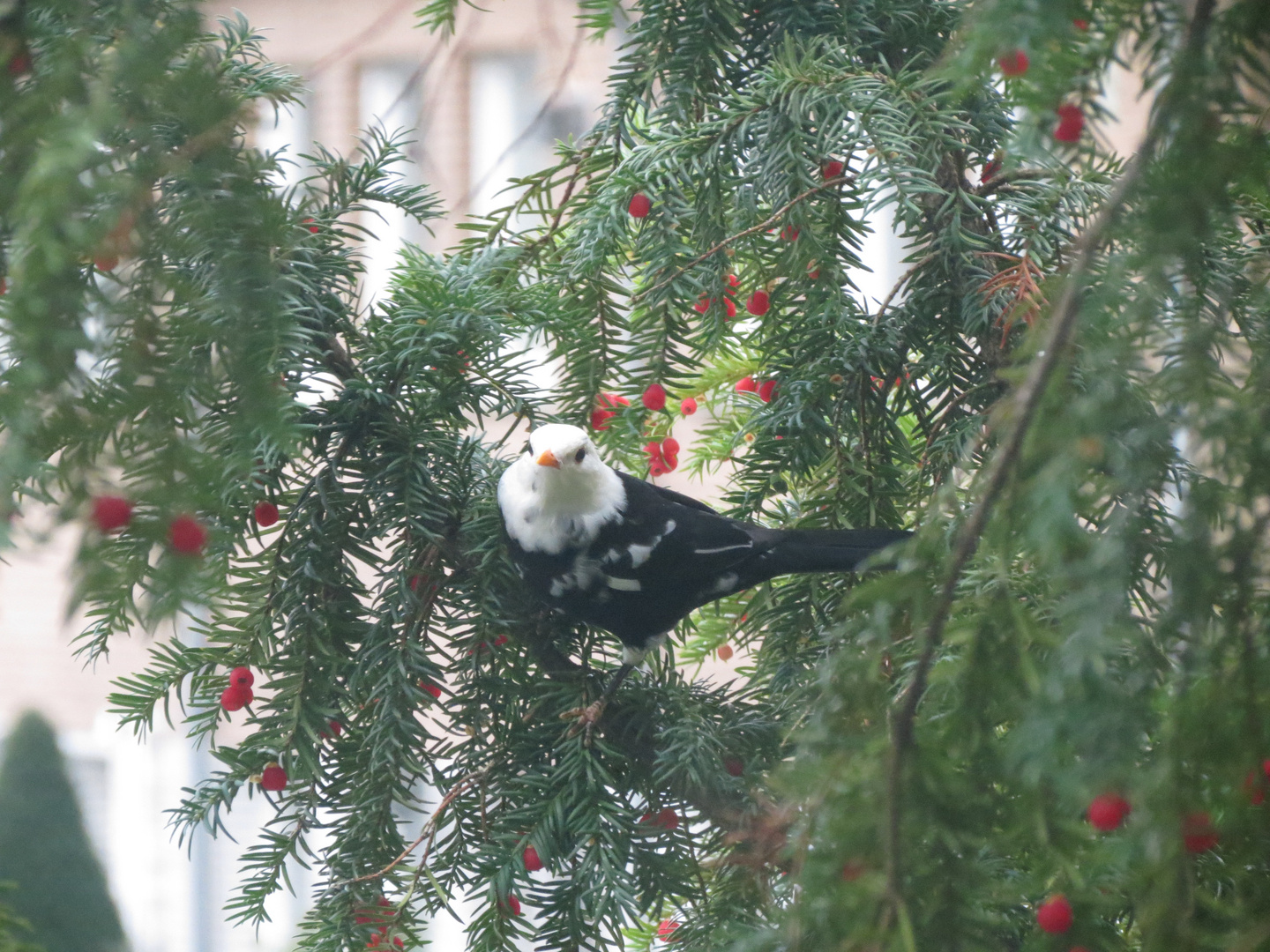 neugierige weiße Amsel