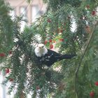 neugierige weiße Amsel