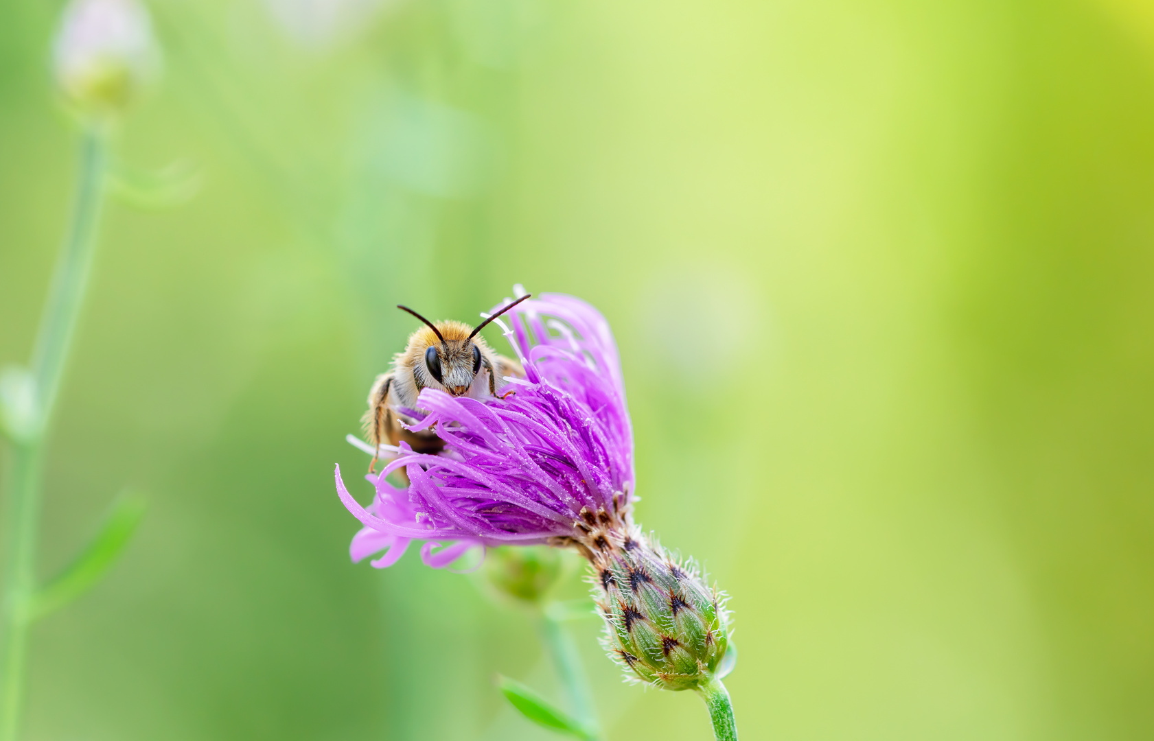 Neugierige Wildbiene