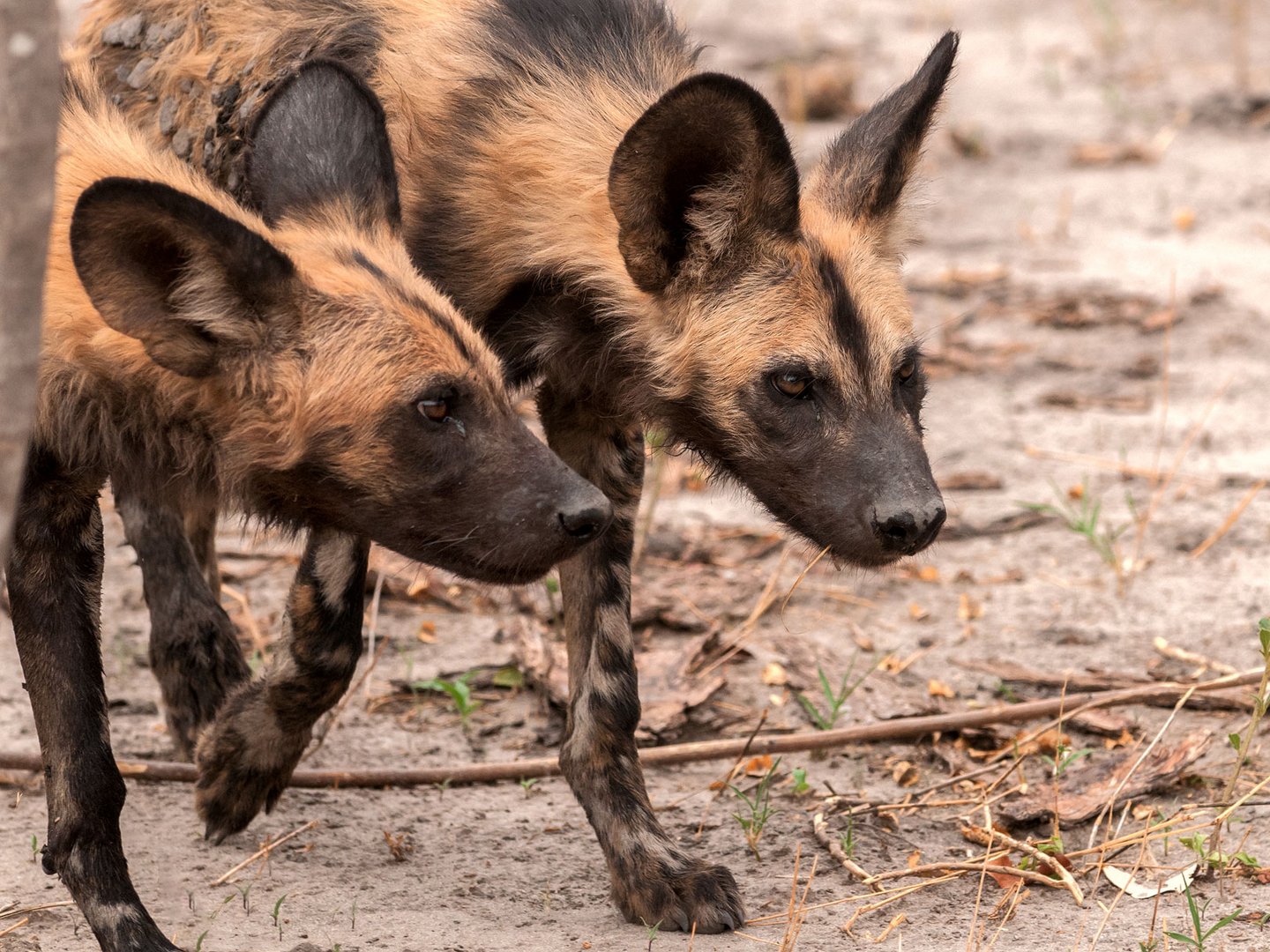 neugierige Wildhunde