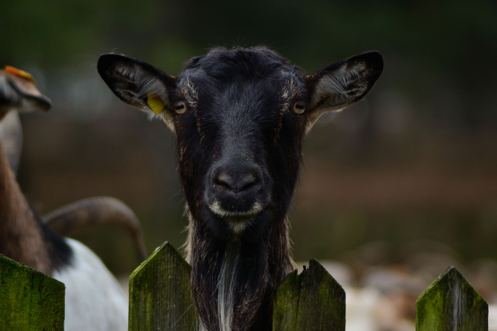 neugierige Ziege