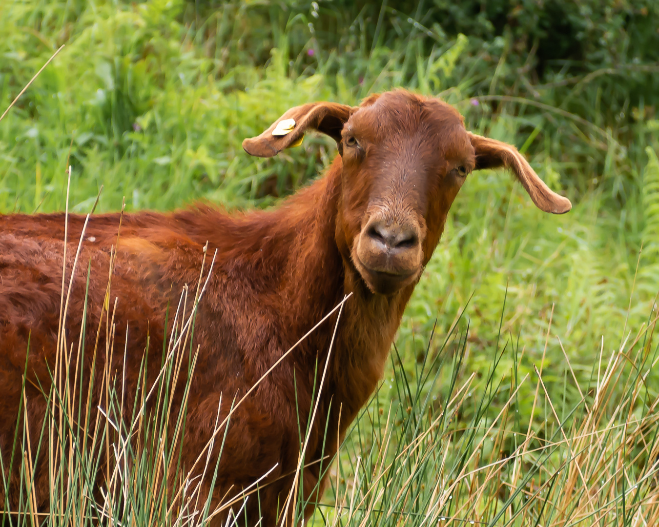 Neugierige Ziege