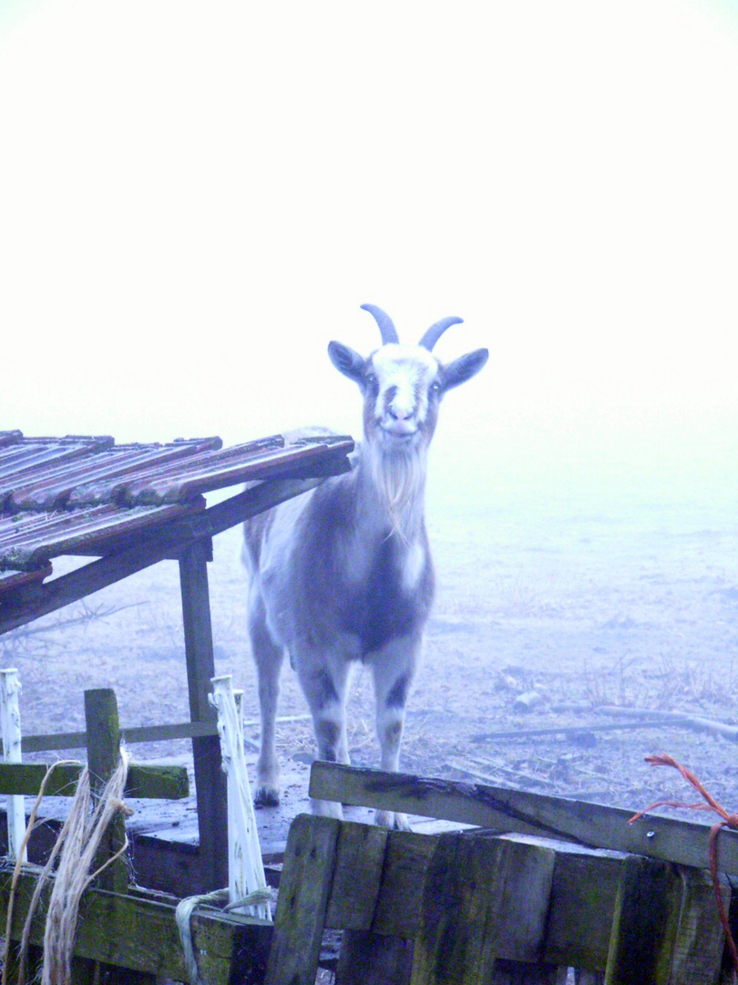 Neugierige Ziege im Nebel