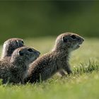 neugierige Ziesel KInder