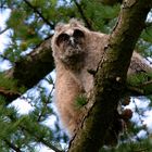 Neugieriger Ästling - Waldohreule  (Asio otus)