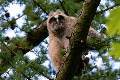 Neugieriger Ästling - Waldohreule  (Asio otus)