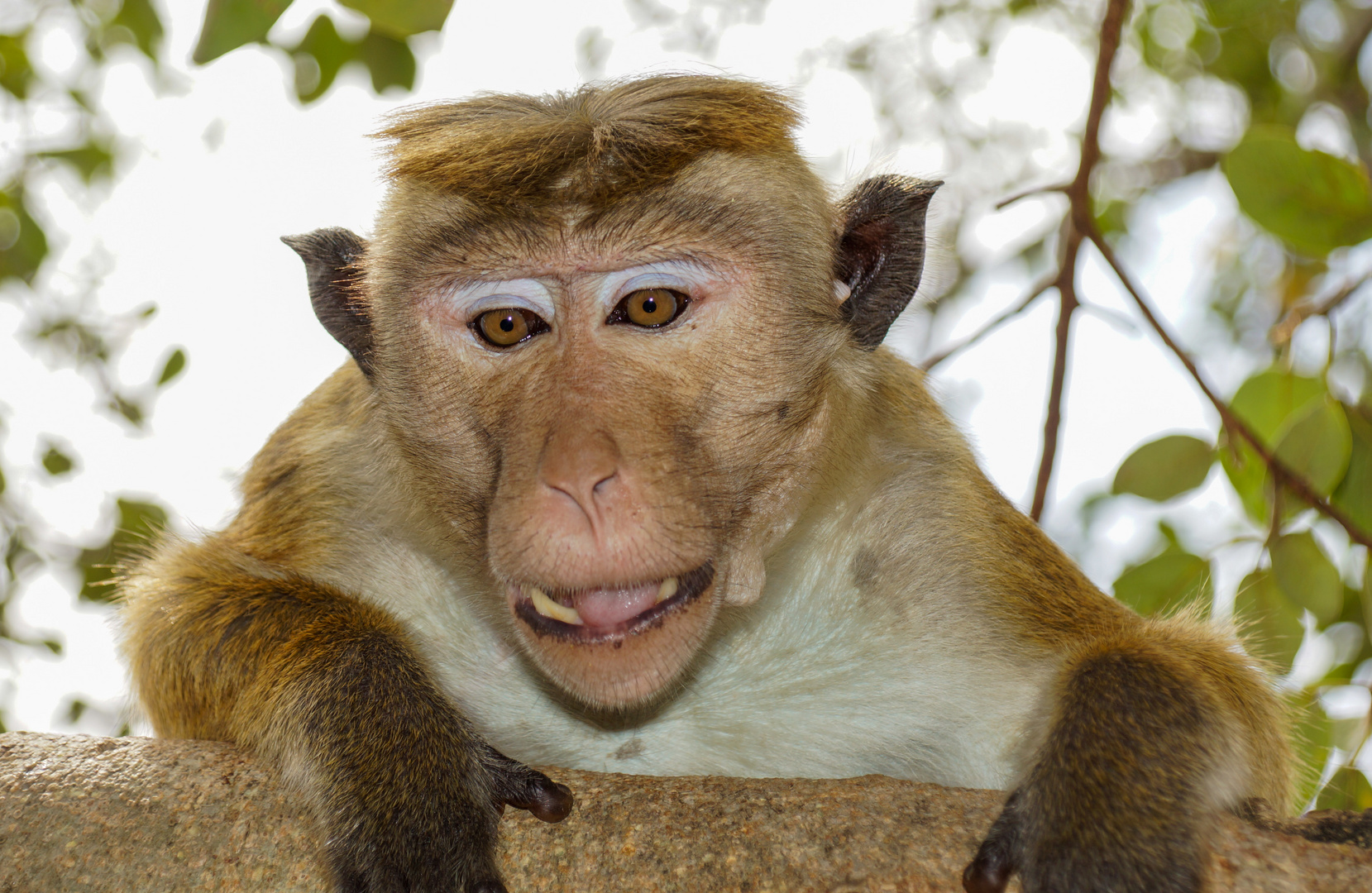 neugieriger Affe