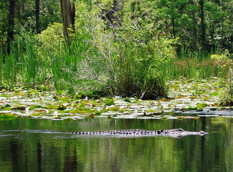 neugieriger Alligator