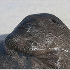 neugieriger Baby-Seelöwe