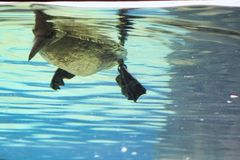 Neugieriger Basstölpel im Zoo am Meer