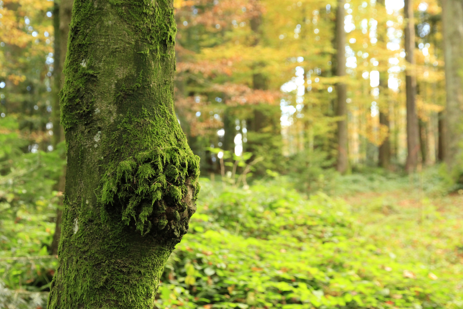 neugieriger Baum-Wichtel