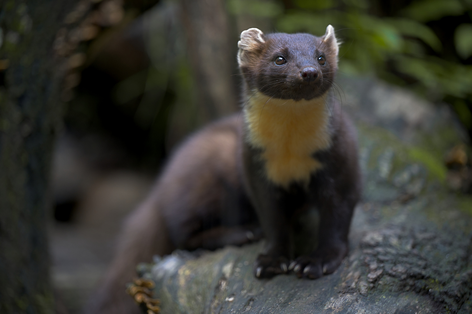 Neugieriger Baummarder