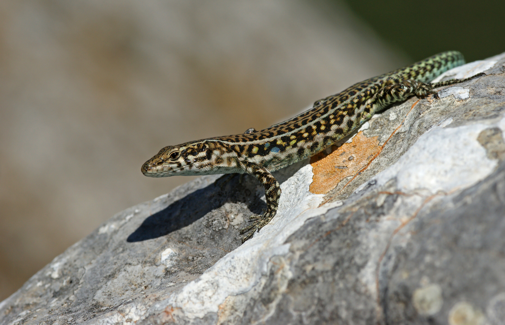 Neugieriger Bergbewohner