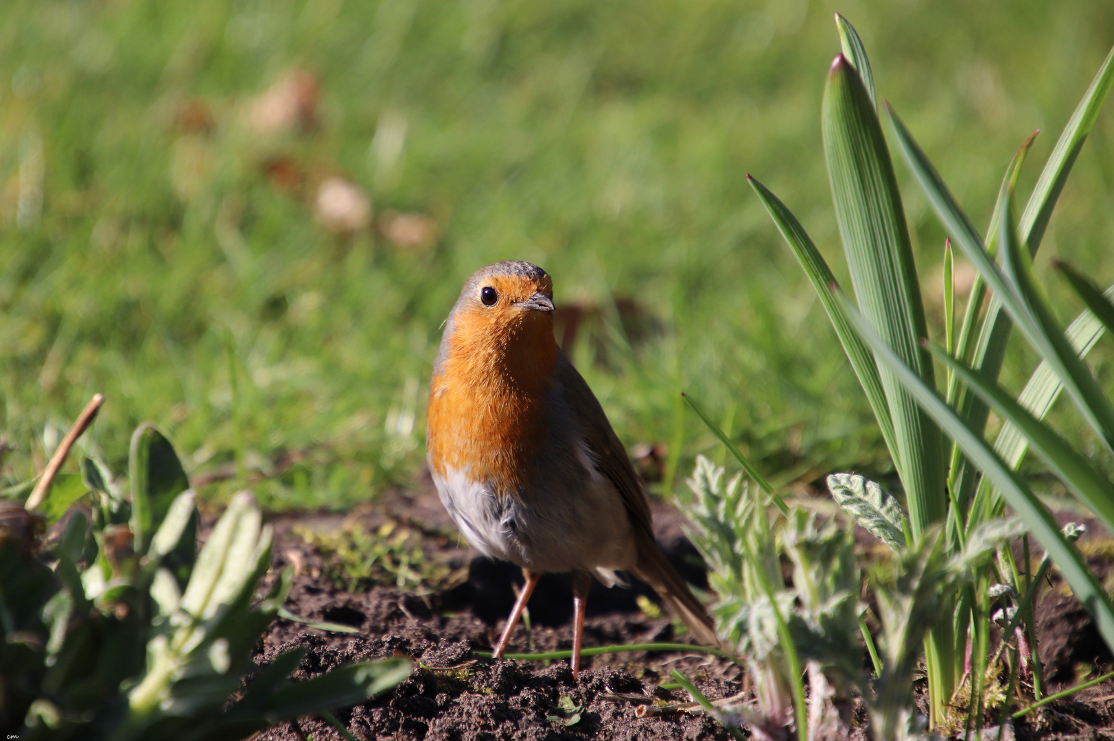 neugieriger Besuch