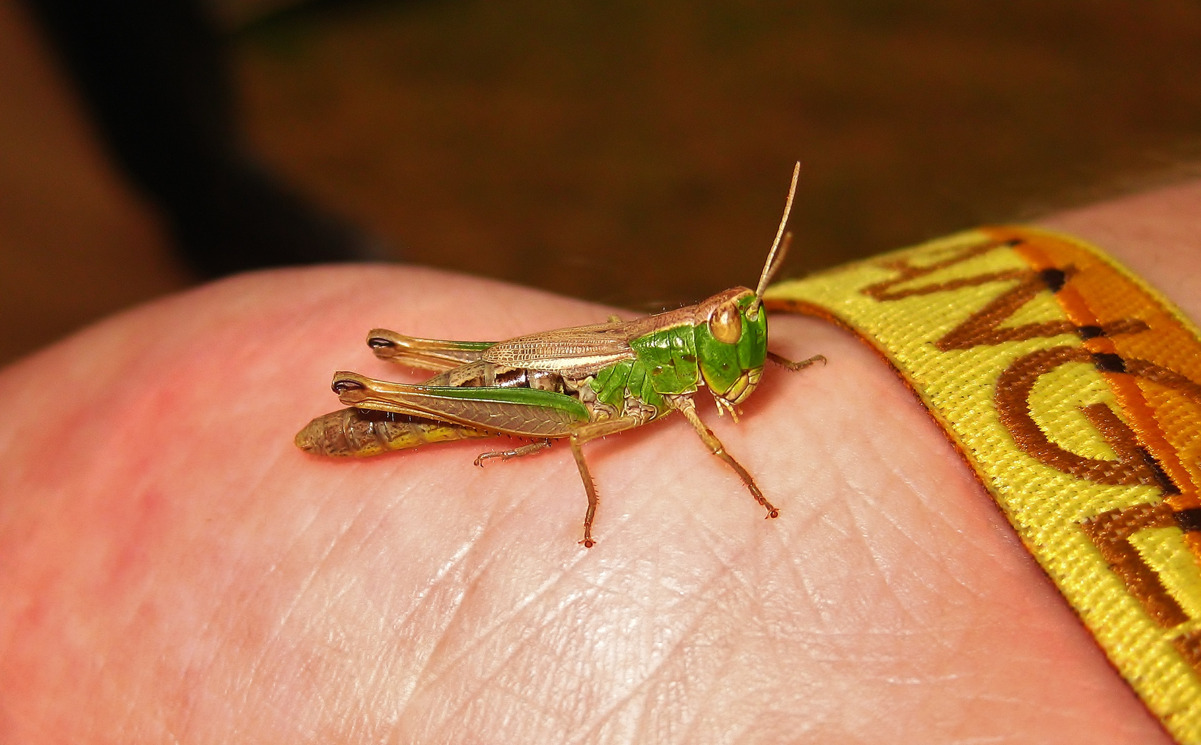 Neugieriger Besuch