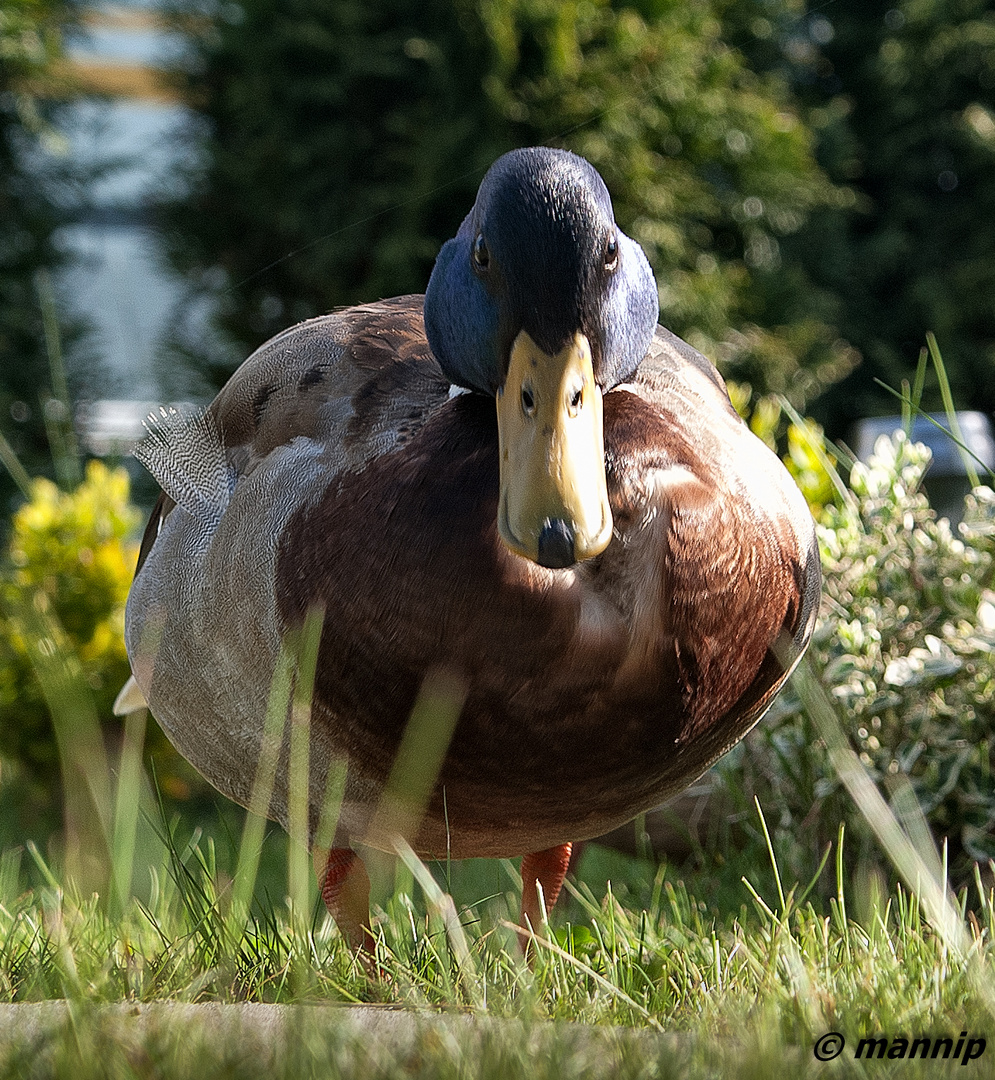 neugieriger Besuch in meinem Garten