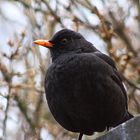 Neugieriger Besucher