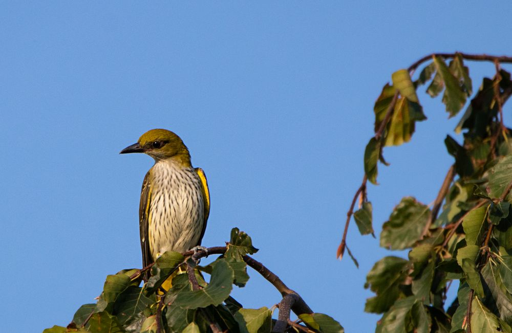 Neugieriger Besucher