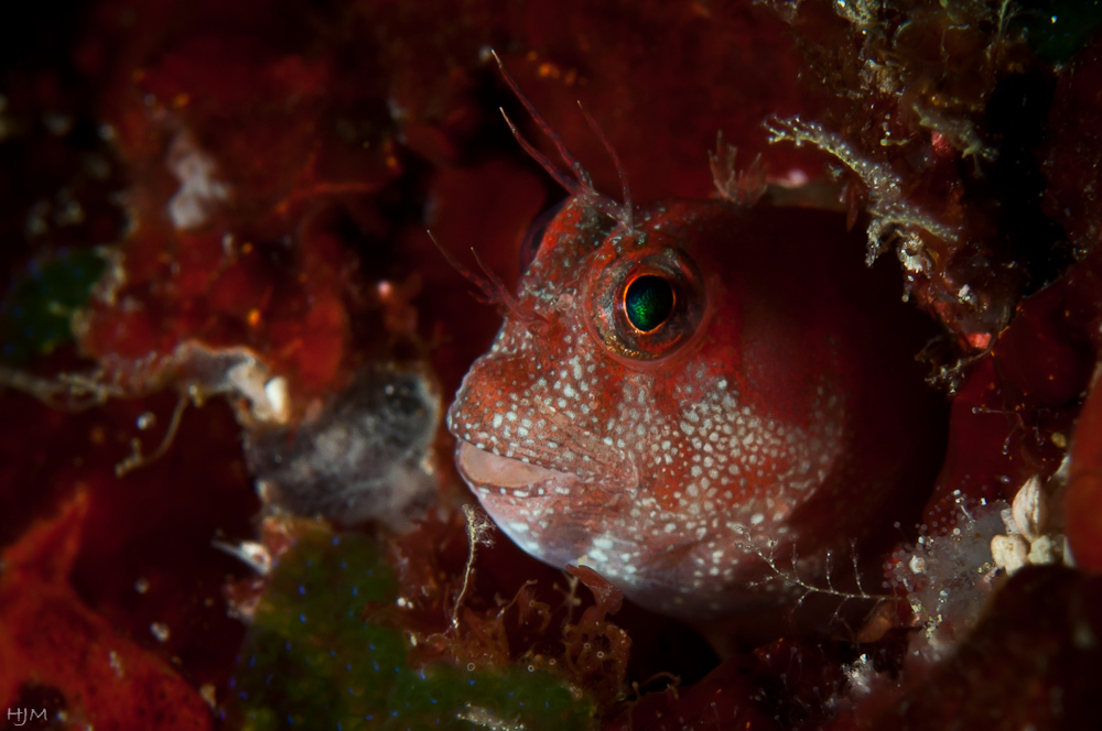 Neugieriger Blenny