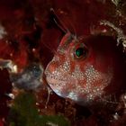 Neugieriger Blenny