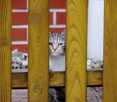 Neugieriger Blick