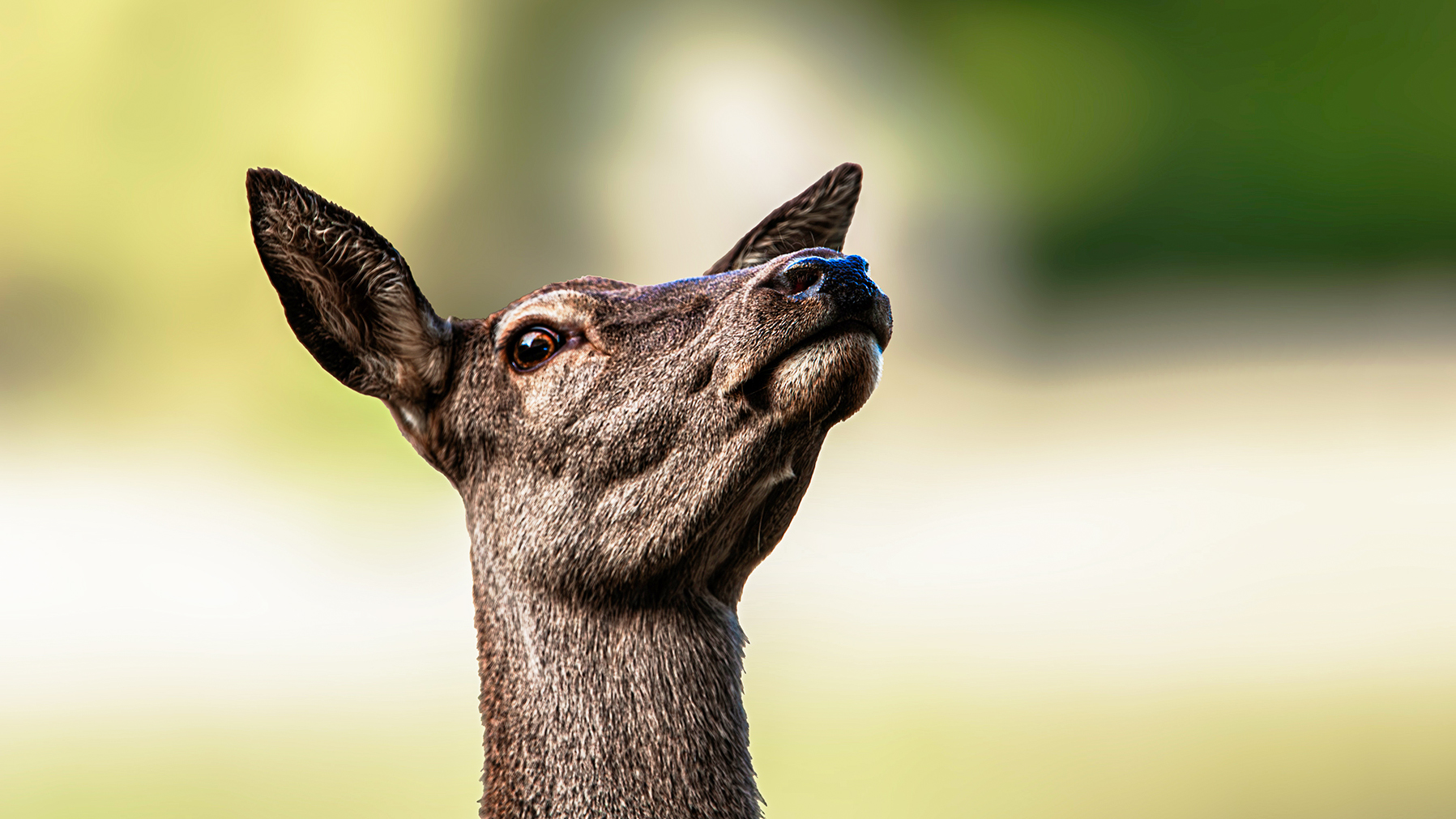 Neugieriger Blick