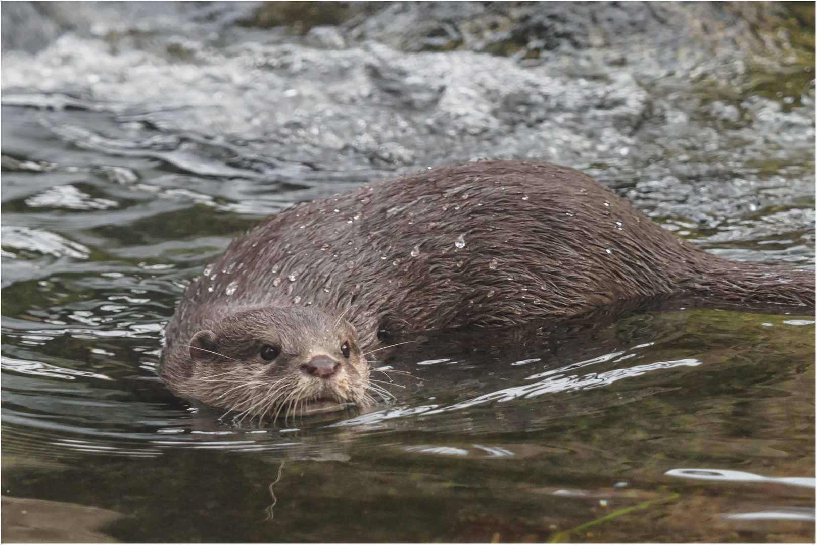 Neugieriger Blick