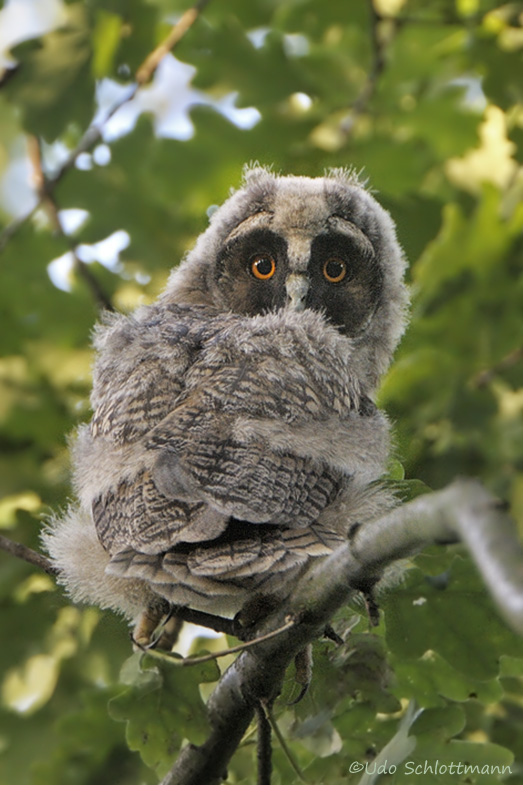 Neugieriger Blick