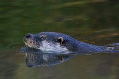 Neugieriger Blick