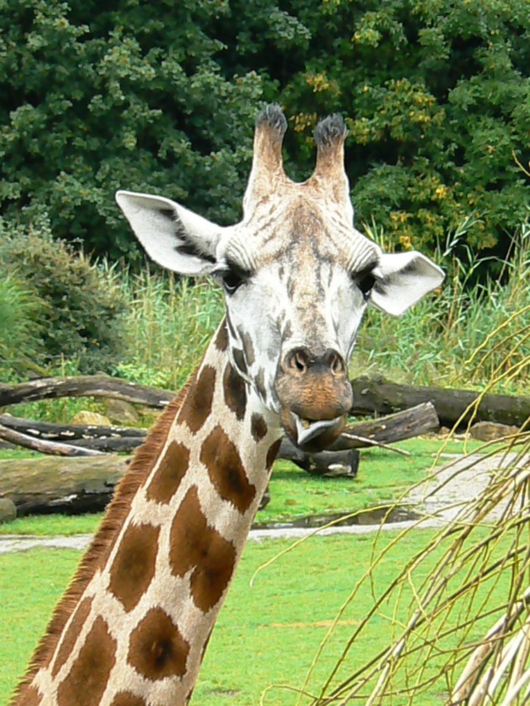 neugieriger Blick