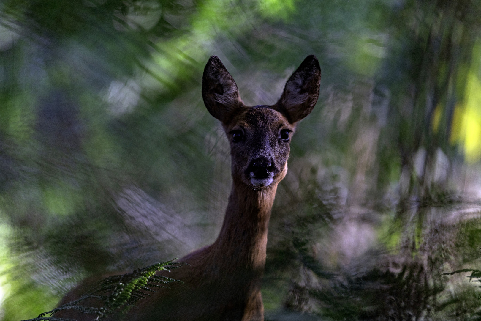 Neugieriger Blick