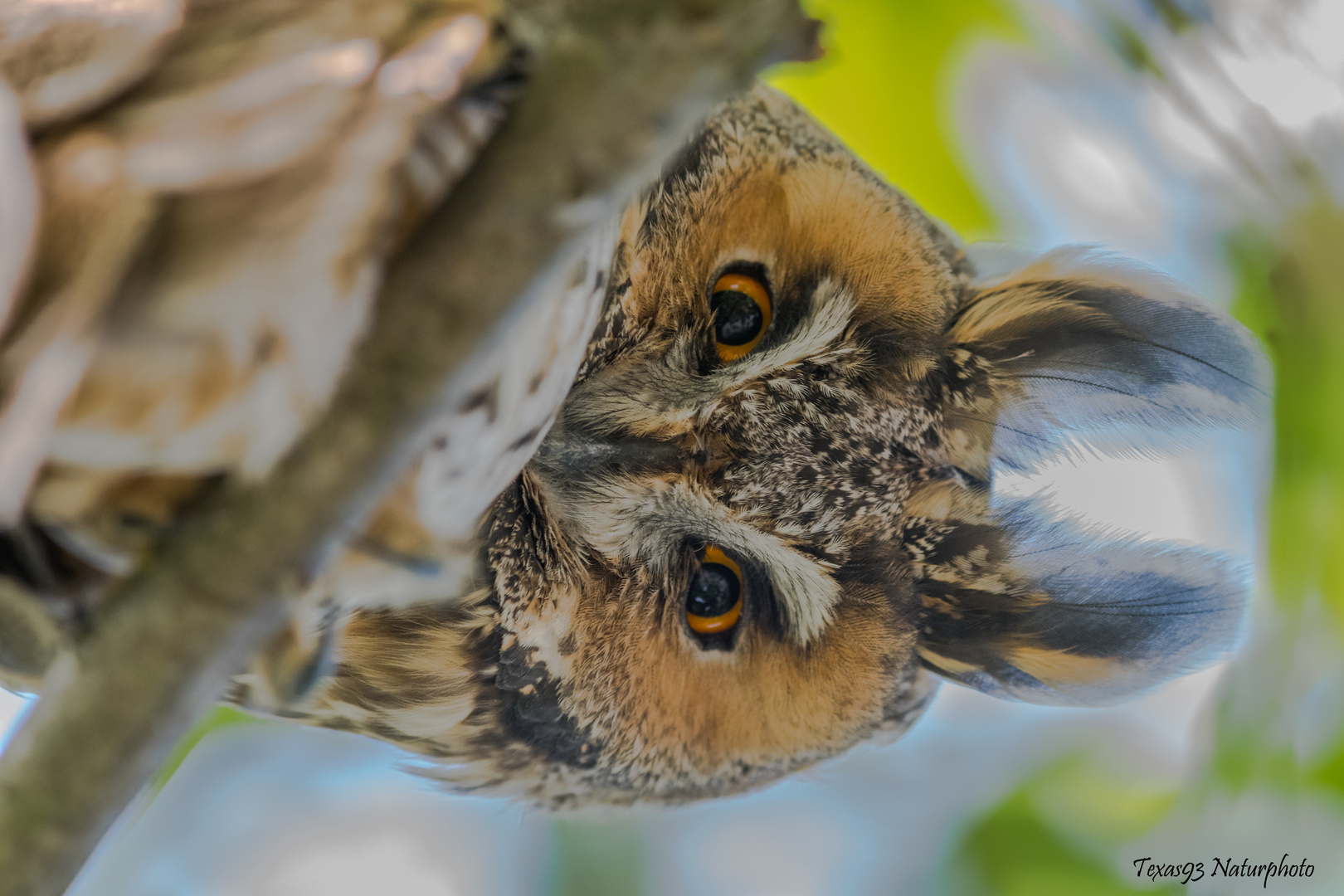 Neugieriger Blick 